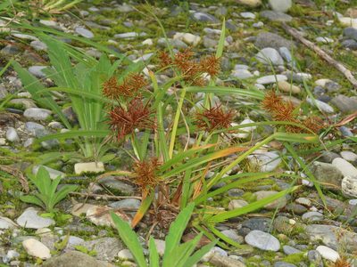 Cyperus odoratus, photographed by chiuluan