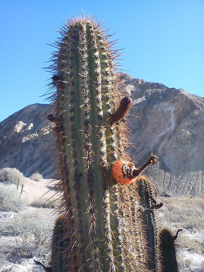 Weberbauerocereus torataensis, photographed by cstobie