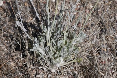 Baileya multiradiata, photographed by Mike Ostrowski