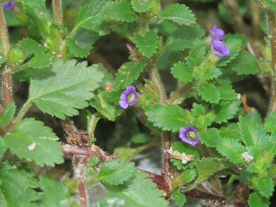 Stemodia verticillata, photographed by chiuluan