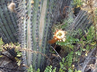 Weberbauerocereus torataensis, photographed by cstobie