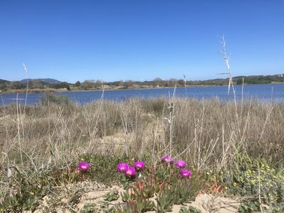 Medicago marina, photographed by Andre Hosper