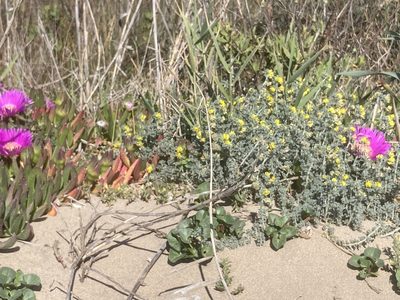 Medicago marina, photographed by Andre Hosper