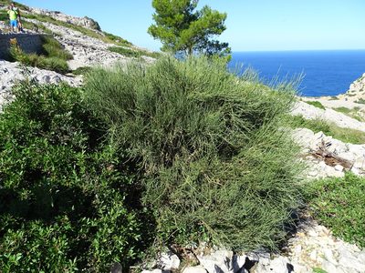 Ephedra fragilis, photographed by Grzegorz Grzejszczak