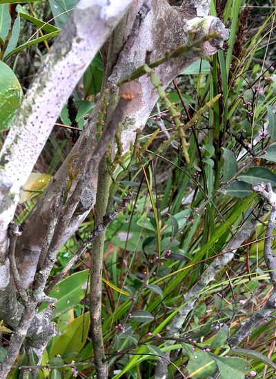 Korthalsella japonica, photographed by Yj