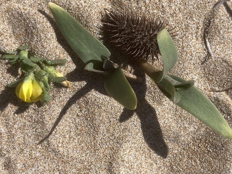 Ononis variegata, photographed by Andre Hosper