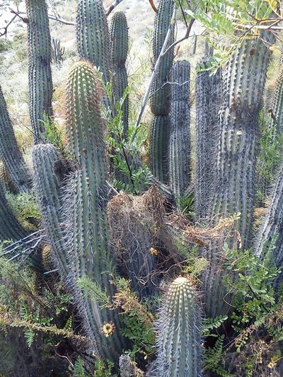 Weberbauerocereus torataensis, photographed by cstobie