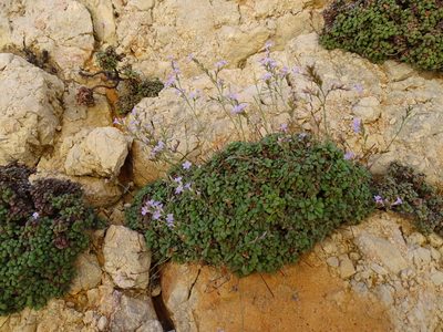 Limonium minutum, photographed by Grzegorz Grzejszczak