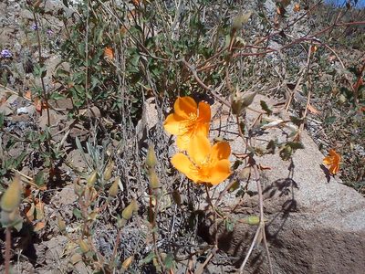 Mentzelia scabra, photographed by cstobie
