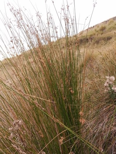 Juncus procerus, photographed by Joe Potter Butler