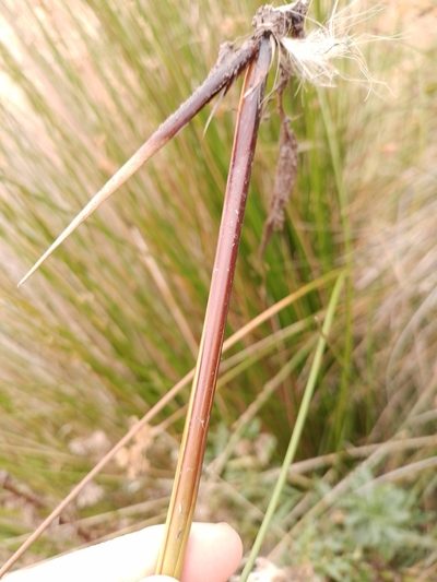 Juncus procerus, photographed by Joe Potter Butler