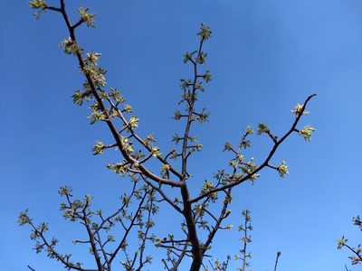 Bursera cuneata, photographed by Oscar Alejandro Morales Juárez