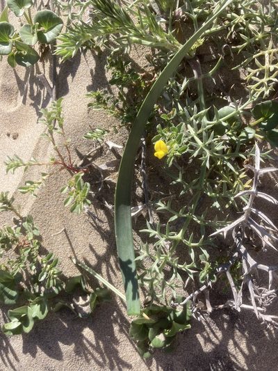 Ononis variegata, photographed by Andre Hosper