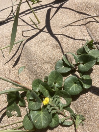 Ononis variegata, photographed by Andre Hosper