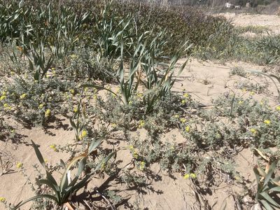 Pancratium maritimum, photographed by Andre Hosper