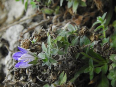 Campanula mollis, photographed by Santiago Martín-Bravo