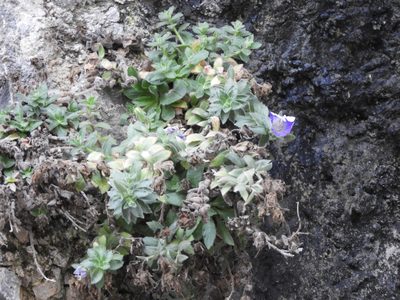 Campanula mollis, photographed by Santiago Martín-Bravo