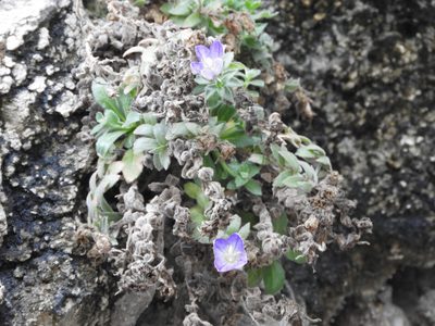 Campanula mollis, photographed by Santiago Martín-Bravo