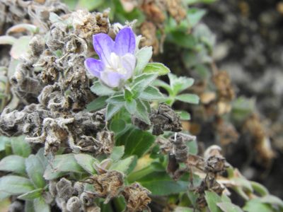 Campanula mollis, photographed by Santiago Martín-Bravo