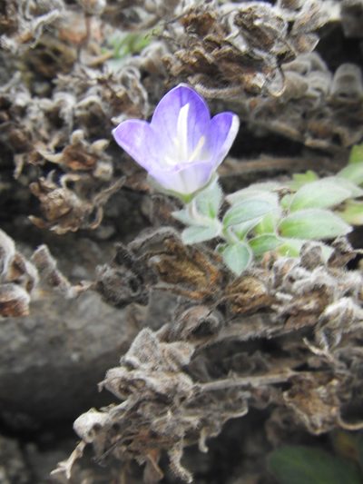 Campanula mollis, photographed by Santiago Martín-Bravo