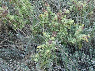 Juniperus macrocarpa, photographed by Grzegorz Grzejszczak