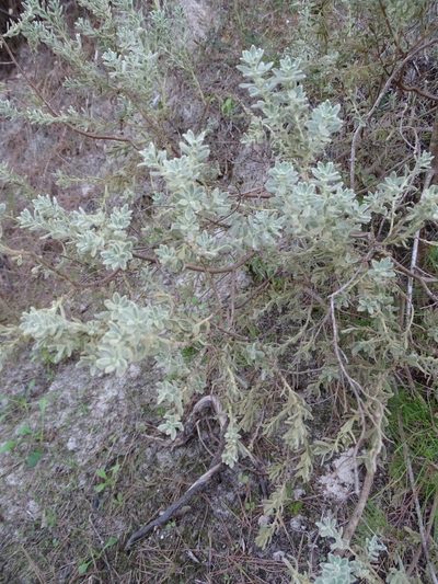 Thymelaea velutina, photographed by Grzegorz Grzejszczak