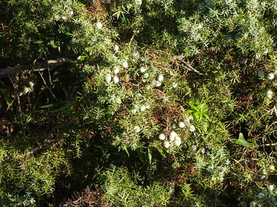 Juniperus macrocarpa, photographed by Grzegorz Grzejszczak