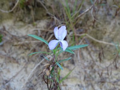 Viola arborescens, photographed by Grzegorz Grzejszczak