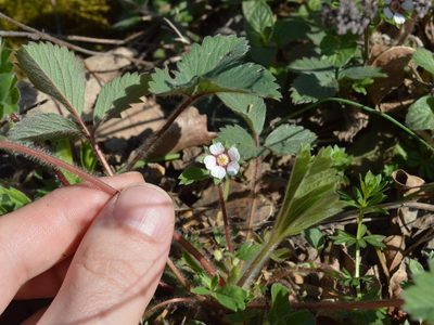 Potentilla micrantha, photographed by Dimitǎr Boevski