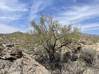Parkinsonia microphylla, photographed by CK2AZ