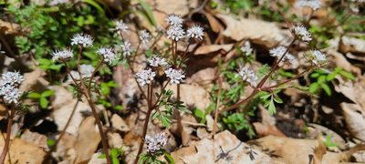 Erigenia bulbosa, photographed by Fran Lafferty