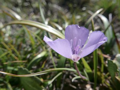 Calochortus uniflorus, photographed by paulexcoff