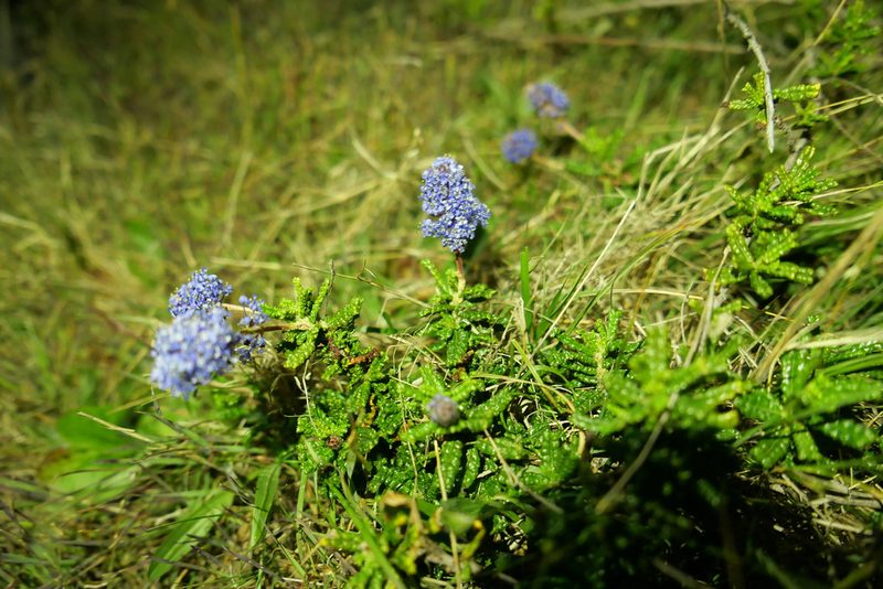 Ceanothus hearstiorum, photographed by paulexcoff