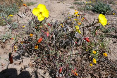 Camissonia campestris, photographed by paulexcoff