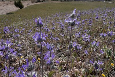 Salvia carduacea, photographed by paulexcoff
