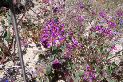 Abronia pogonantha