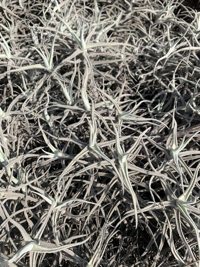 Tillandsia paleacea, photographed by Círculo de Investigación en Taxonomía, Florística y Ecología Vegetal
