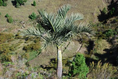Chrysalidocarpus decipiens, photographed by Andrew Hankey