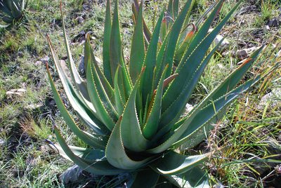 Aloe macroclada, photographed by Andrew Hankey