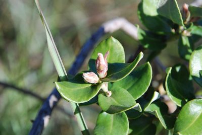 Agarista buxifolia, photographed by Andrew Hankey