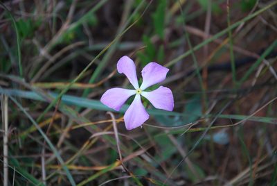 Catharanthus lanceus, photographed by Andrew Hankey
