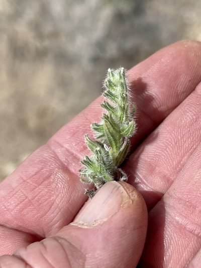 Cryptantha barbigera, photographed by CK2AZ