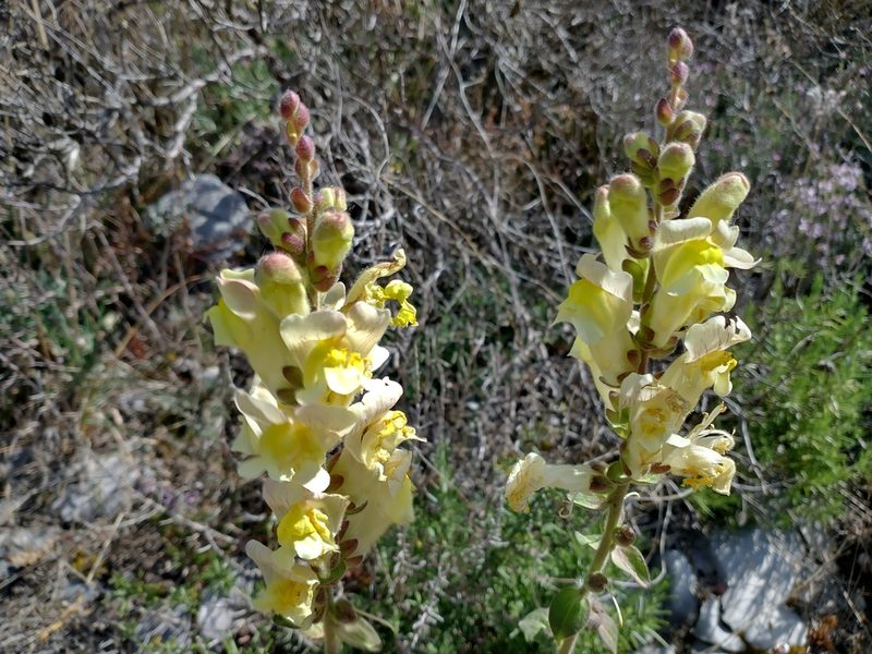 Antirrhinum latifolium, photographed by Mustapha