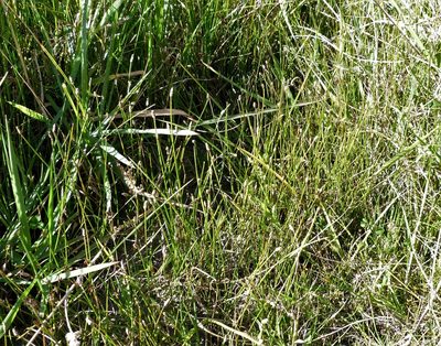 Eleocharis acuta, photographed by Colin Meurk