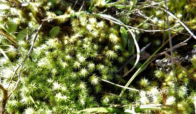Breutelia affinis, photographed by Colin Meurk