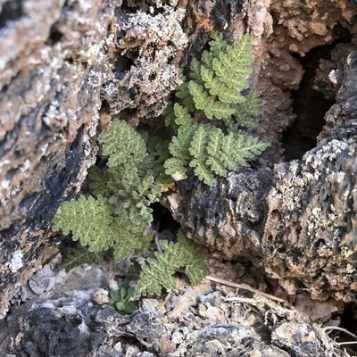 Myriopteris gracilis, photographed by Christine Rudman