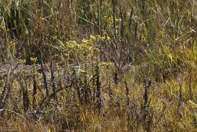 Helichrysum foetidum, photographed by Tony Rebelo