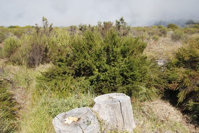 Cliffortia strobilifera, photographed by Tony Rebelo