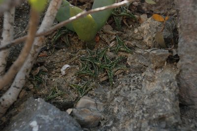 Aloe descoingsii, photographed by Andrew Hankey