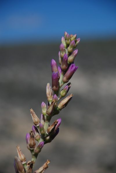 Kalanchoe grandidieri, photographed by Andrew Hankey